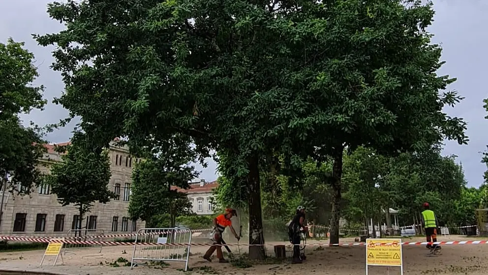 Limpeza de &aacute;rbores Alameda