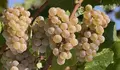 O BNG propón medidas para a promoción do albariño de Soutomaior