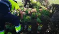 As zonas verdes de Pontevedra tínguense de cor