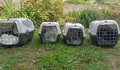 Soutomaior esterilizou en 2024 case 100 gatos silvestres das colonias felinas
