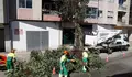 Magnolias de flor substitúen aos ficus de Rodríguez Seoane e Losada Diéguez
