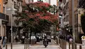Pontevedra repón 101 árbores nas rúas dos barrios para mellorar a vistosidade e a imaxe da cidade