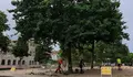 Comezan os traballos de mantemento e poda no arborado da Alameda de Pontevedra
