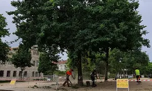 Limpeza de &aacute;rbores Alameda