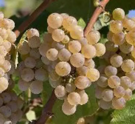 albari&ntilde;o
