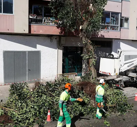 Retirada de ficus Rodriguez Seoane