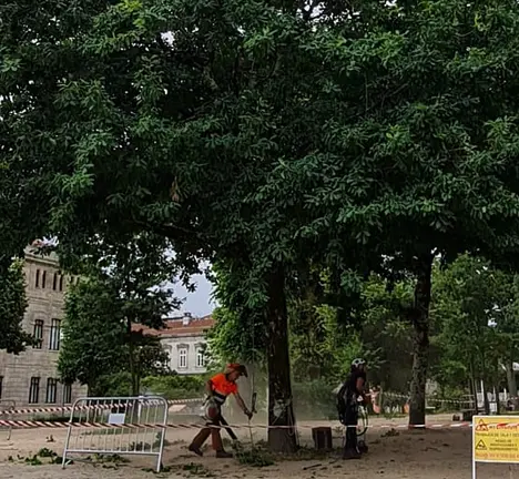 Limpeza de &aacute;rbores Alameda